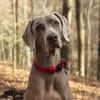 stoneweim